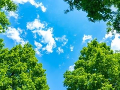 空と木イメージ｜ザ・パークハウス渋谷南平台